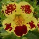 Мімулюс (Губастик) Maximus Yellow Blotch, 250 шт, Floranova