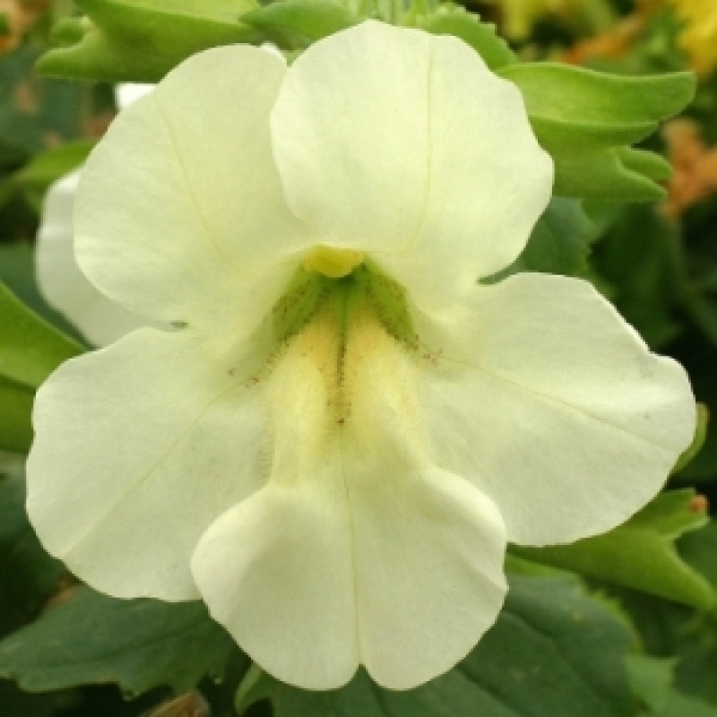 Мимулюс Maximus Ivory