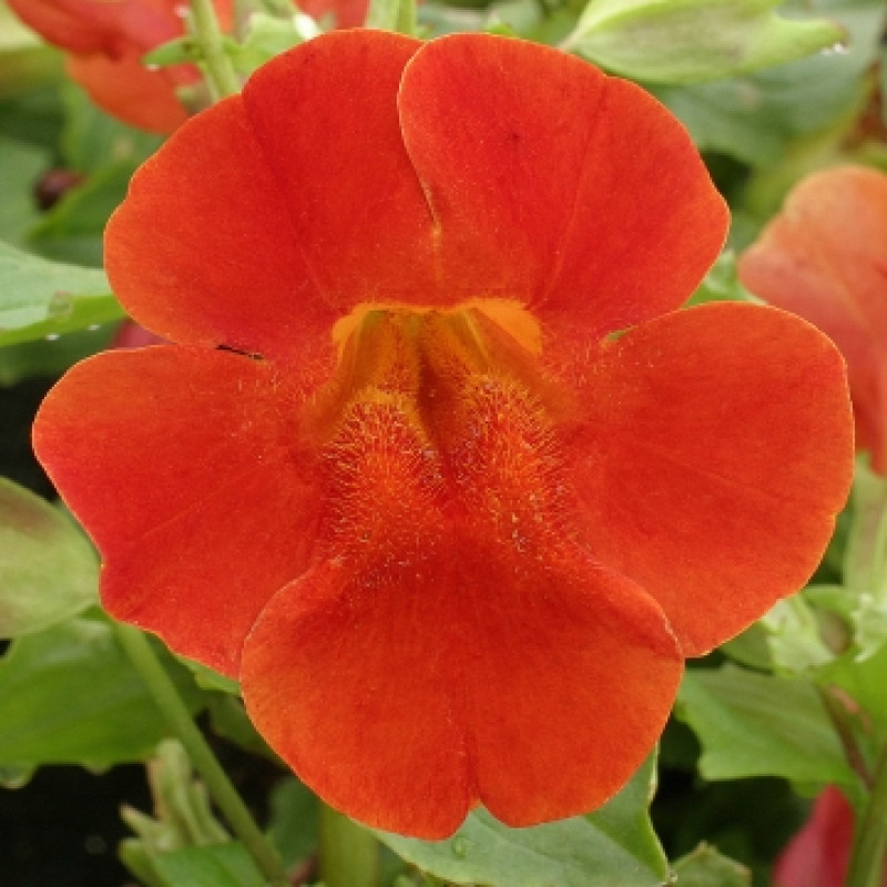 Мимулюс Maximus Red Shades