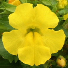 Мимулюс Maximus Yellow
