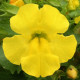 Мимулюс Maximus Yellow