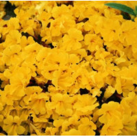 Мімулюс (Губастик) Magic Yellow, 50 шт,Floranova