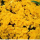 Мімулюс (Губастик) Magic Yellow, 50 шт,Floranova