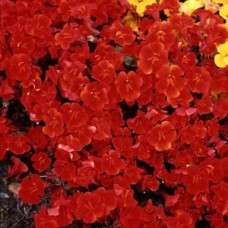Мімулюс (Губастик) Magic Red, 1000 шт, Floranova