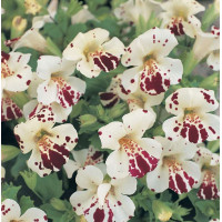 Мімулюс (Губастик) Magic White Blotch, 10 шт, Floranova