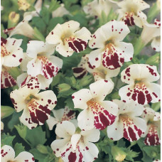 Мімулюс (Губастик) Magic White Blotch, 10 шт, Floranova