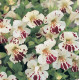 Мімулюс (Губастик) Magic White Blotch, 1000 шт, Floranova