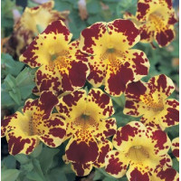Мімулюс Magic Yellow Blotch, 10 шт, Floranova