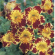Мімулюс Magic Yellow Blotch, 50 шт, Floranova
