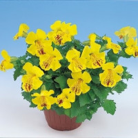 Мимулюс Mystic: Yellow with Spots