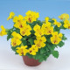 Мимулюс Mystic: Yellow with Spots