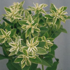 Молочай KILIMANJARO, EUPHORBIA marginata