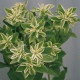 Молочай KILIMANJARO, EUPHORBIA marginata