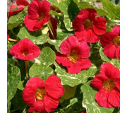 Настурція (Красоля) - Tropaeolum