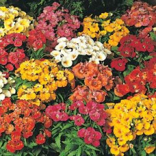 Немезія SUNDROPS (h 30 cm) MIX, 25 шт,Panamerican
