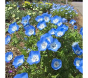 Немофіла - Nemophila
