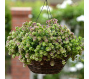 Орегано гібридний - Origanum x hybrida