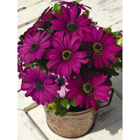 Остеоспермум Эклона Asti™ Purple