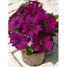 Остеоспермум Эклона Asti™ Purple