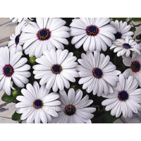 Остеоспермум Эклона Asti™ White