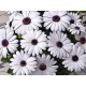 Остеоспермум Эклона Asti™ White