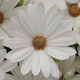 Остеоспермум Еклона AKILA® DAISY WHITE, 100 шт, Panamerican