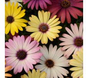 Остеоспермум, Арктотіс - Osteospermum ecklonis
