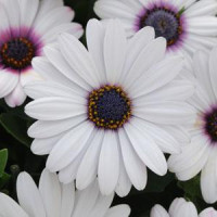 Остеоспермум Еклона  AKILA® WHITE, 100 шт, Panamerican
