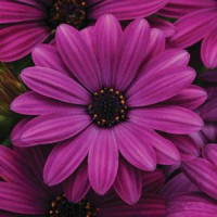 Остеоспермум Еклона AKILA® PURPLE, 5 шт, Panamerican