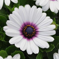 Остеоспермум Еклона AKILA WHITE PURPLE EYE, 5 шт, Panamerican