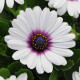 Остеоспермум Еклона AKILA WHITE PURPLE EYE, 25 шт, Panamerican