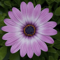 Остеоспермум Эклона Asti™ Purple Bicolor