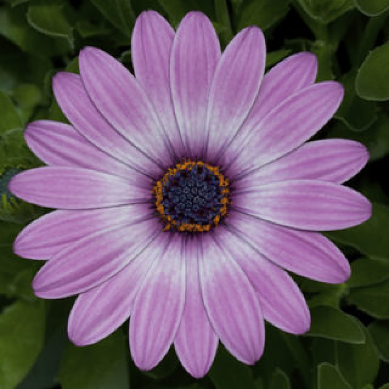 Остеоспермум Эклона Asti™ Purple Bicolor