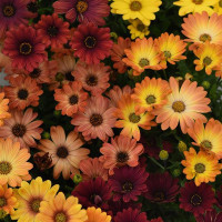 Остеоспермум Еклона AKILA® Sunset Shades, 5 шт, Panamerican