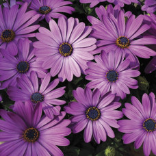 Остеоспермум Еклона Asti™ Lavender Shades, 5 шт, Syngenta