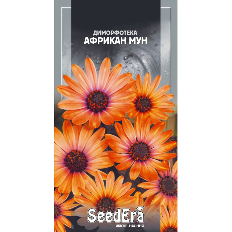 Диморфотека Африкан Мун 0.2 г, Сімейний сад