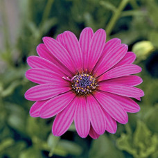 Остеоспермум Passion Rose, 5 шт, Takii Seed