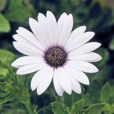Остеоспермум Passion White
