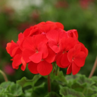 Пеларгония Dancer F2 Red