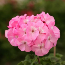 Пеларгонія Dancer F2 Pink, 10 шт, Floranova
