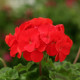 Пеларгонія Dancer F2 Red, 50 шт, Floranova