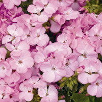 Пеларгония садовая Multibloom Lavender