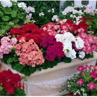 Пеларгонія садова Multibloom Mix, 10 шт, Syngenta