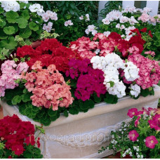Пеларгонія садова Multibloom Mix, 10 шт, Syngenta