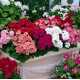 Пеларгонія садова Multibloom Mix, 10 шт, Syngenta