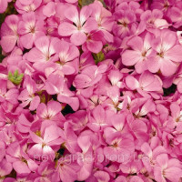 Пеларгонія садова Multibloom Pink, 50 шт, Syngenta