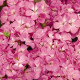 Пеларгонія садова Multibloom Pink, 250 шт, Syngenta