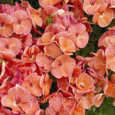 Пеларгония садовая Multibloom Salmon