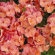 Пеларгония садовая Multibloom Salmon