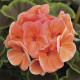 Пеларгонія садова BullsEye Salmon, 50 шт, Syngenta